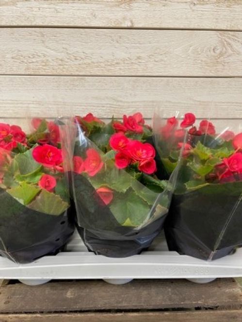 produktbild för Begonia Beloved Cherry D12 X 6 Skalleberg