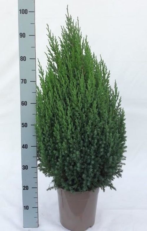 produktbild för En Juniperus Stricta D24 X 2