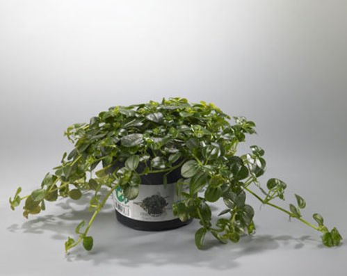 produktbild för Pilea D10 X 10 Depressa Dark Moon