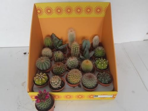 produktbild för Cactus Mini D5,5 X 20 Dispalylåda