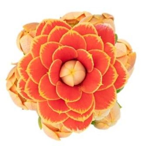 produktbild för Kalanchoe Calandiva D6 X 12 Mini Geneva