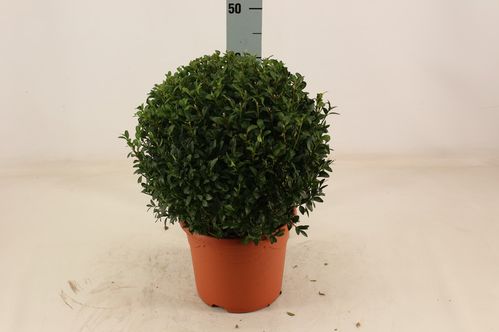 produktbild för Buxus Boll D23 X 1