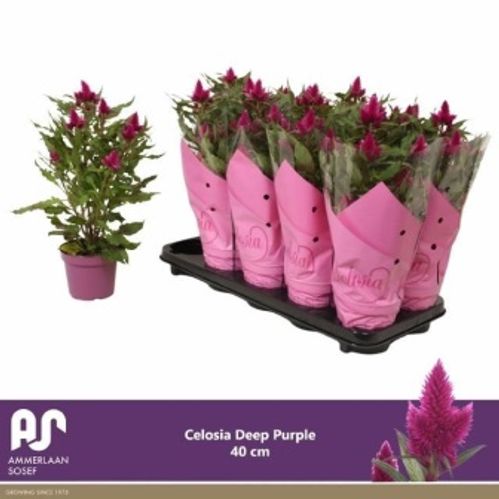 produktbild för Celosia Argentea Intenz D12 X 10 Deep Purple