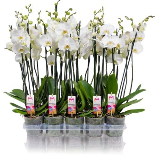 produktbild för Phalaenopsis 3Gr D12 X 10