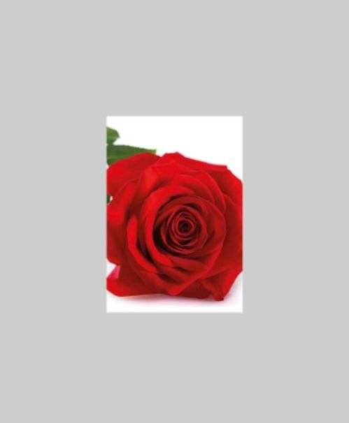 produktbild för Blomsterkort Dubbelt Röd Ros 25/Fpn