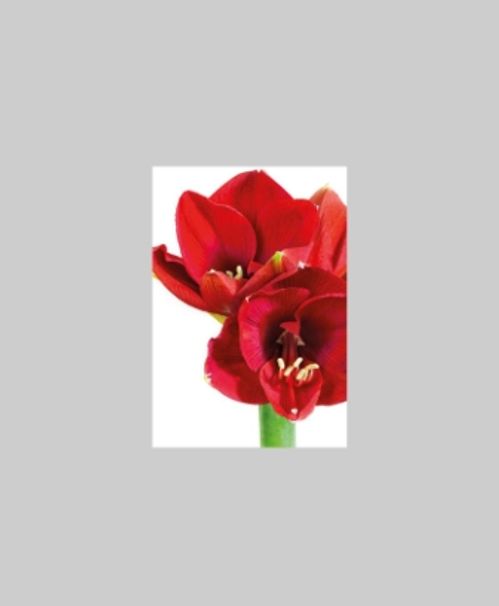produktbild för Blomsterkort Dubbelt Amaryllis 25/Fpn