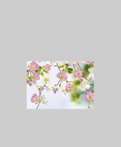 produktbild för Blomsterkort Dubbelt Körsbärsblommor 25/Fpn