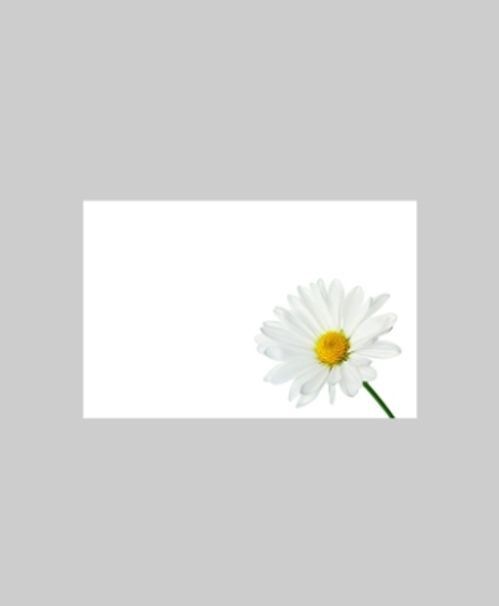 produktbild för Blomsterkort Prästkrage 50/Fpn