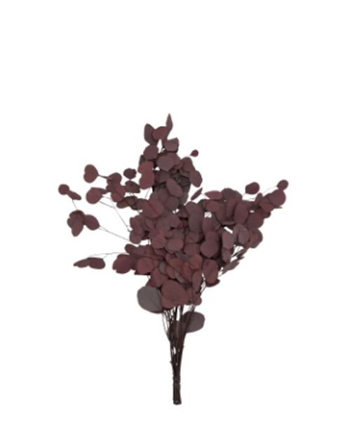 produktbild för Eucalyptuys Populus Vinröd 150Gr/Fpn