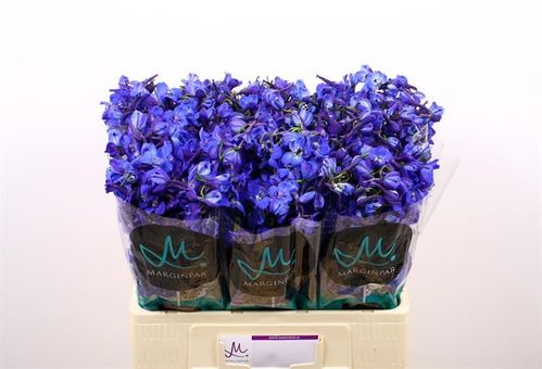 produktbild för Delphinium Bella Donna