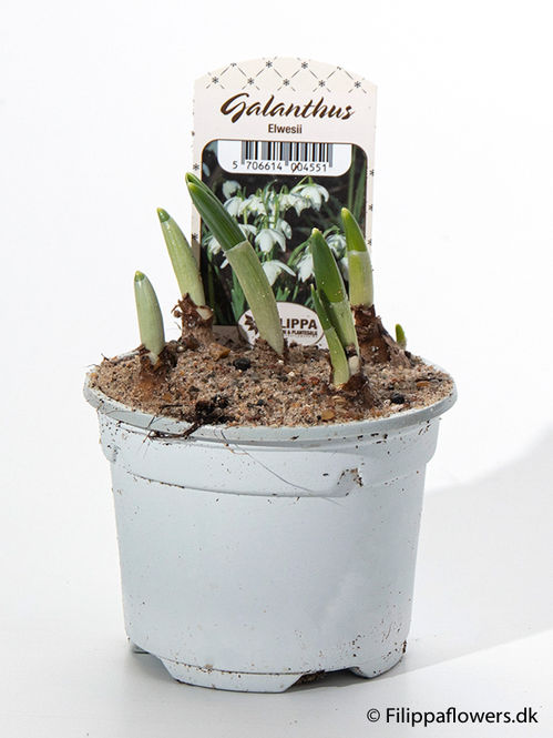 produktbild för Krukväxter Snödeoppe *18 Galanthus