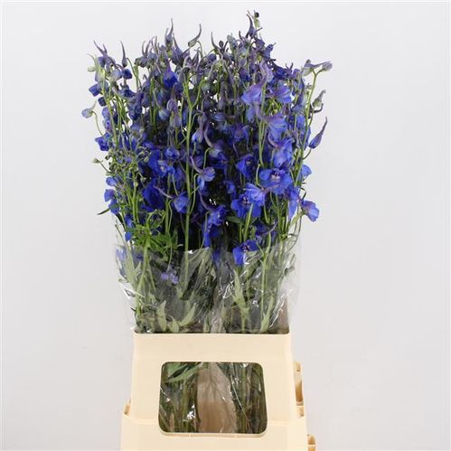 produktbild för Delphinium Bella Donna