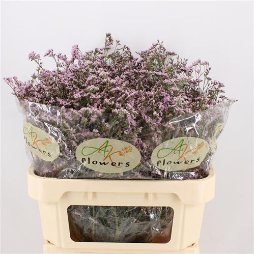 produktbild för Limonium Oshi pink