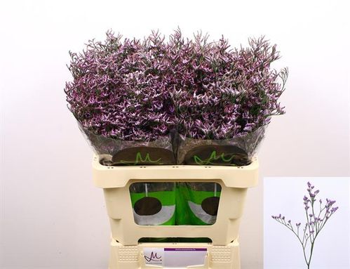 produktbild för Limonium Safora