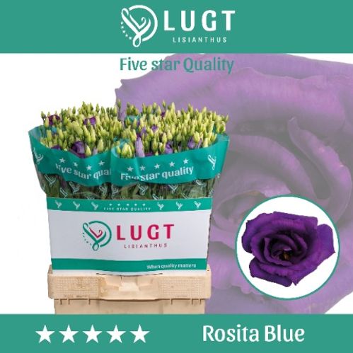 produktbild för Lisianthus Dubbel