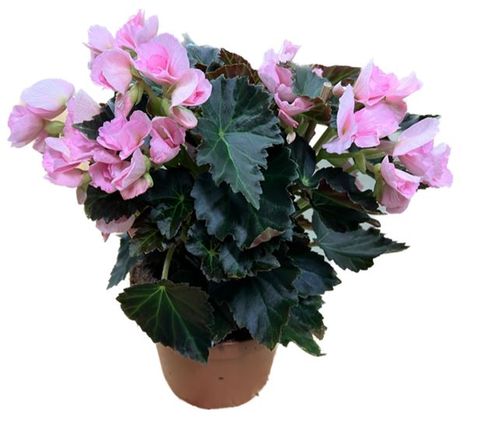 produktbild för Begonia Adonia D12 X 6 Skalleberg mörkbladig