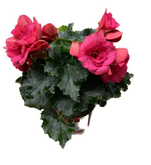 produktbild för Begonia Big Flower Bela D12 X 6 Skalleberg