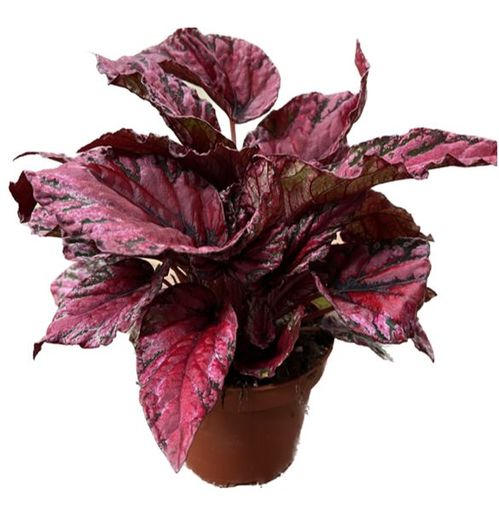 produktbild för Begonia Rex D12 X 6 Maui Sunset Skalleberg