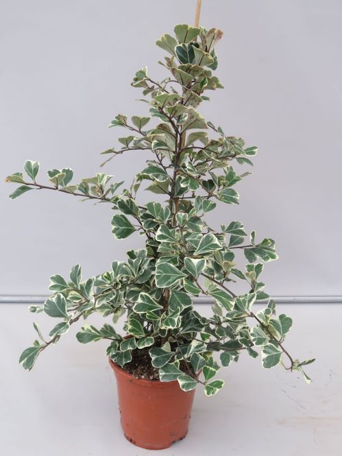 produktbild för Krukväxter Ficus Sweetheart *1