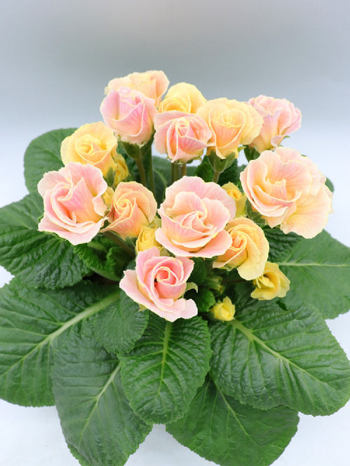 produktbild för Krukväxter Primula Bellerose*10