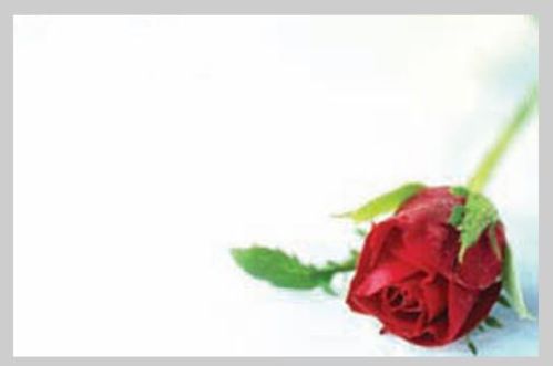 produktbild för Blomsterkort Röd Ros 50/Fpn