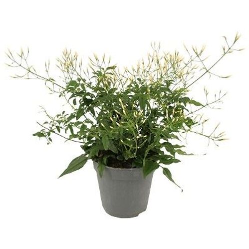 produktbild för Jasmin Polyanthum D11 X 8 långa rankor