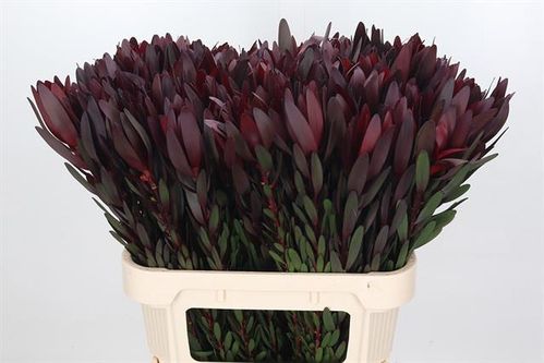 produktbild för Safari Sunset Leucadendron