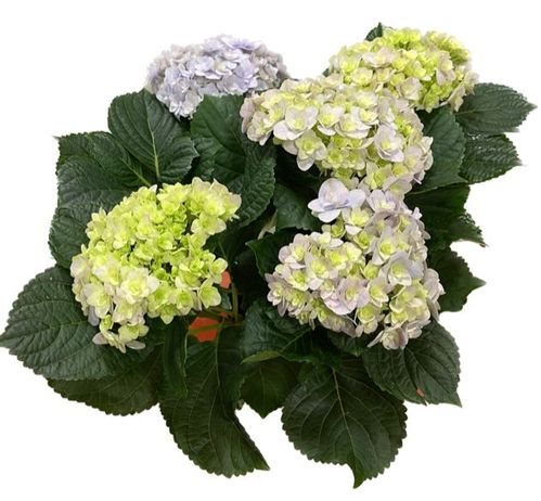 produktbild för Hortensia 5-7Gr D14 X 6 Skalleberg Syrenblom