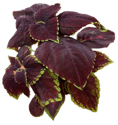 produktbild för Palettblad Coleus D12 X 8 Orchard Road Skalleberg