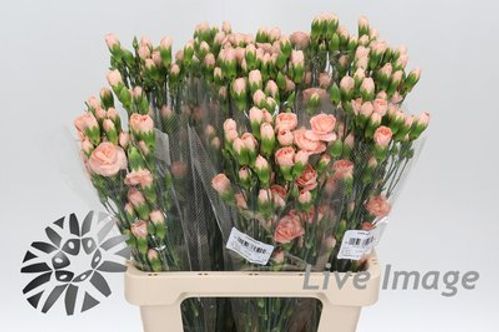 produktbild för Elegance Hamada Peach