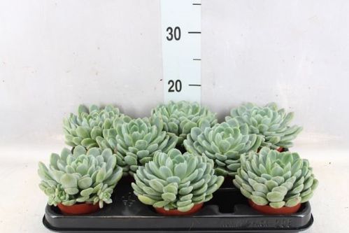 produktbild för Echeveria D8,5 X 8 Aurora