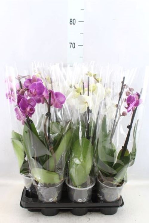 produktbild för Phalaenopsis 2Gr D12 X 9