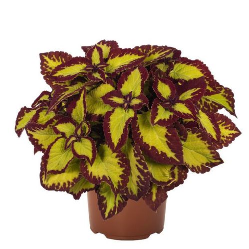 produktbild för Palettblad Coleus D12 X 8 Velvet Skalleberg