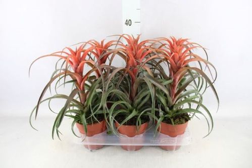 produktbild för Tillandsia D12 X 6 Hermosa Capitata