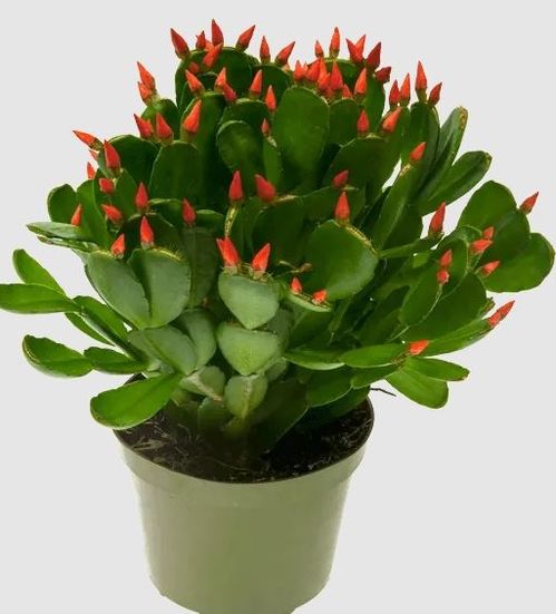 produktbild för Rhipsalidopsis D9 X 12 Påskcactus