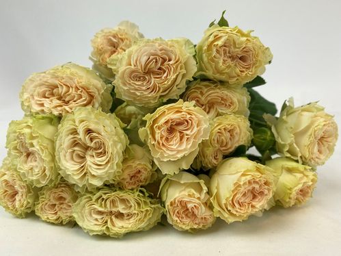 produktbild för Kvistros Summerrose