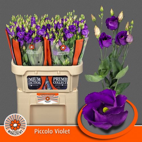 produktbild för Lisianthus Piccolo