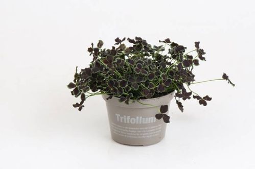 produktbild för Trifolium Dark Debbie D11 X 10 Typ Oxalis