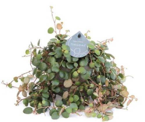 produktbild för Peperomia D11 X 8 Pepperspot