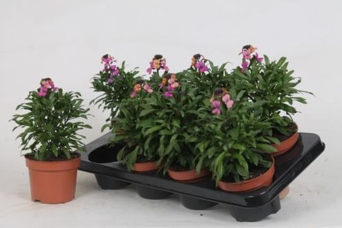 produktbild för Erysimum D12 X 8 Leya Purple Glow