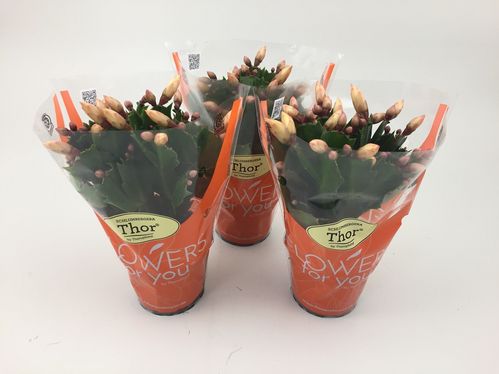 produktbild för Rhipsalidopsis D9 X 12 Påskcactus