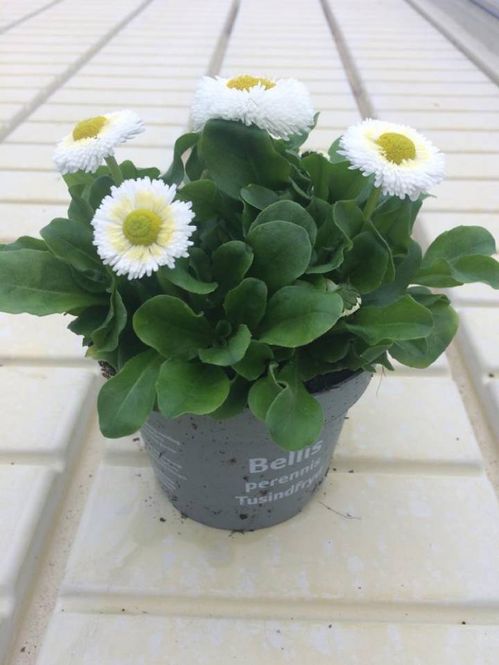 produktbild för Bellis Perennis D11 X 14