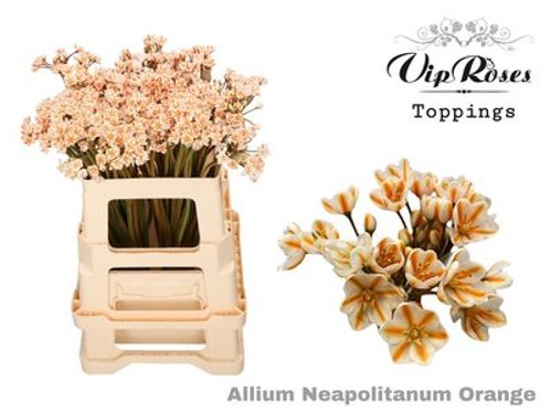 produktbild för Allium Neopolitanum