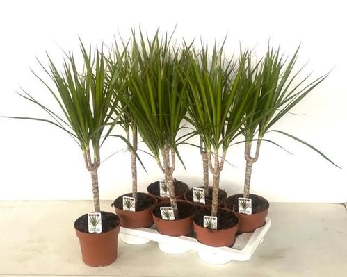 produktbild för Dracena Marginata D17 X 6 enkel stam