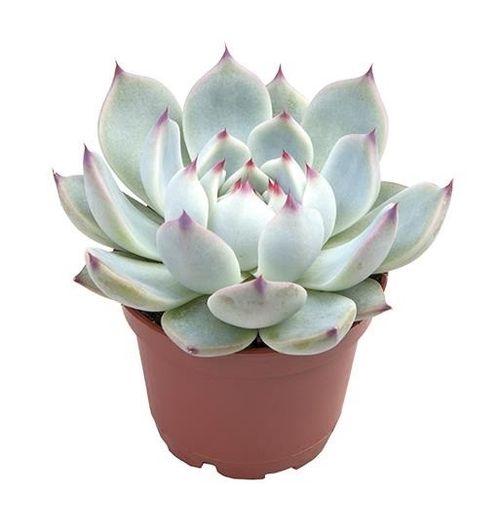 produktbild för Echeveria Parva D6 X 12 Mini