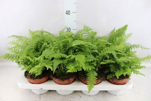 produktbild för Athyrium D12 X 8 Bräken