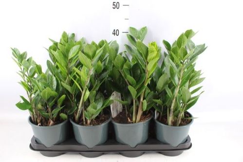 produktbild för Garderobsblomma D14 X 8 Zamioculcas