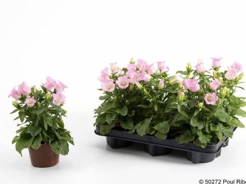 produktbild för Campanula Lady D11 X 12