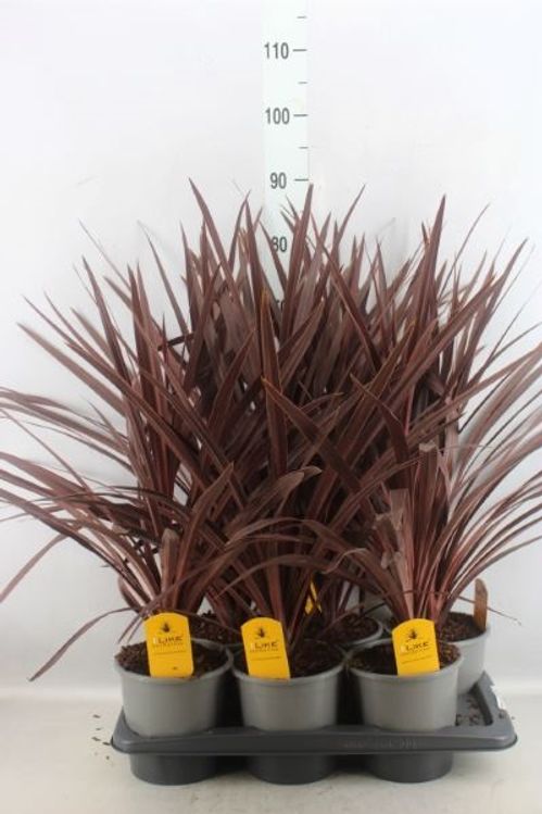 produktbild för Cordyline Australis D17 X 6 Red Star