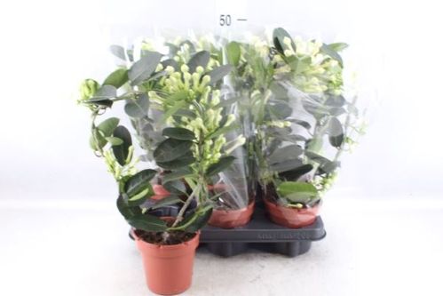 produktbild för Doftranka På Båge 9-10+ D12 X 6 Stephanotis